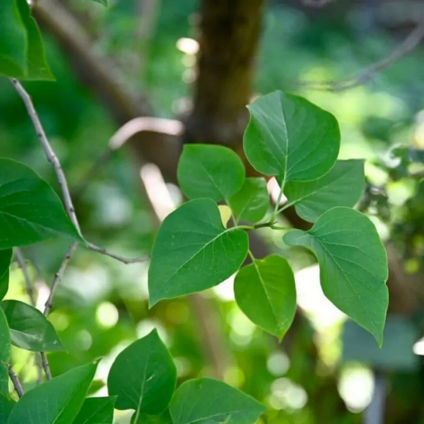 Syringa vulgaris - 40-60 CM bare root 1/2